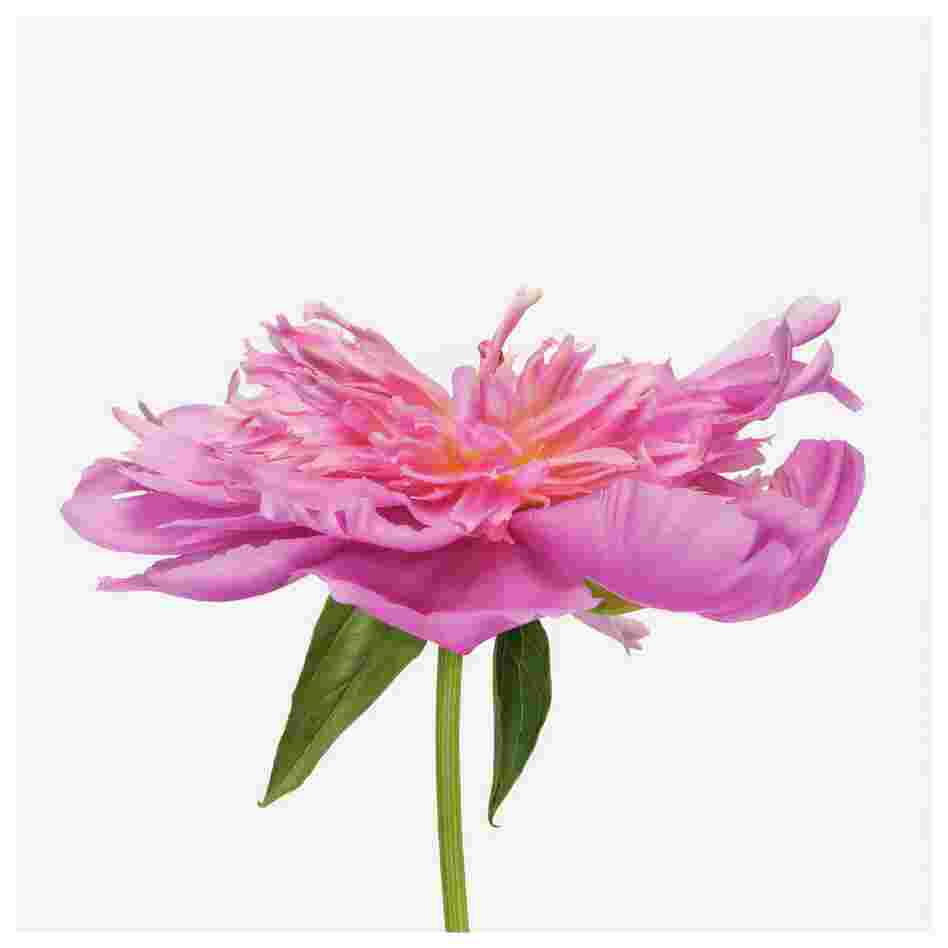Order: Dilleniales | Family: Paeoniaceae | Common Name: peony Botanical | Name: Paeonia cultivar Order: Dilleniales | Family: Paeoniaceae | Common Name: peony Botanical | Name: Paeonia cultivar