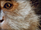 monkey monkey