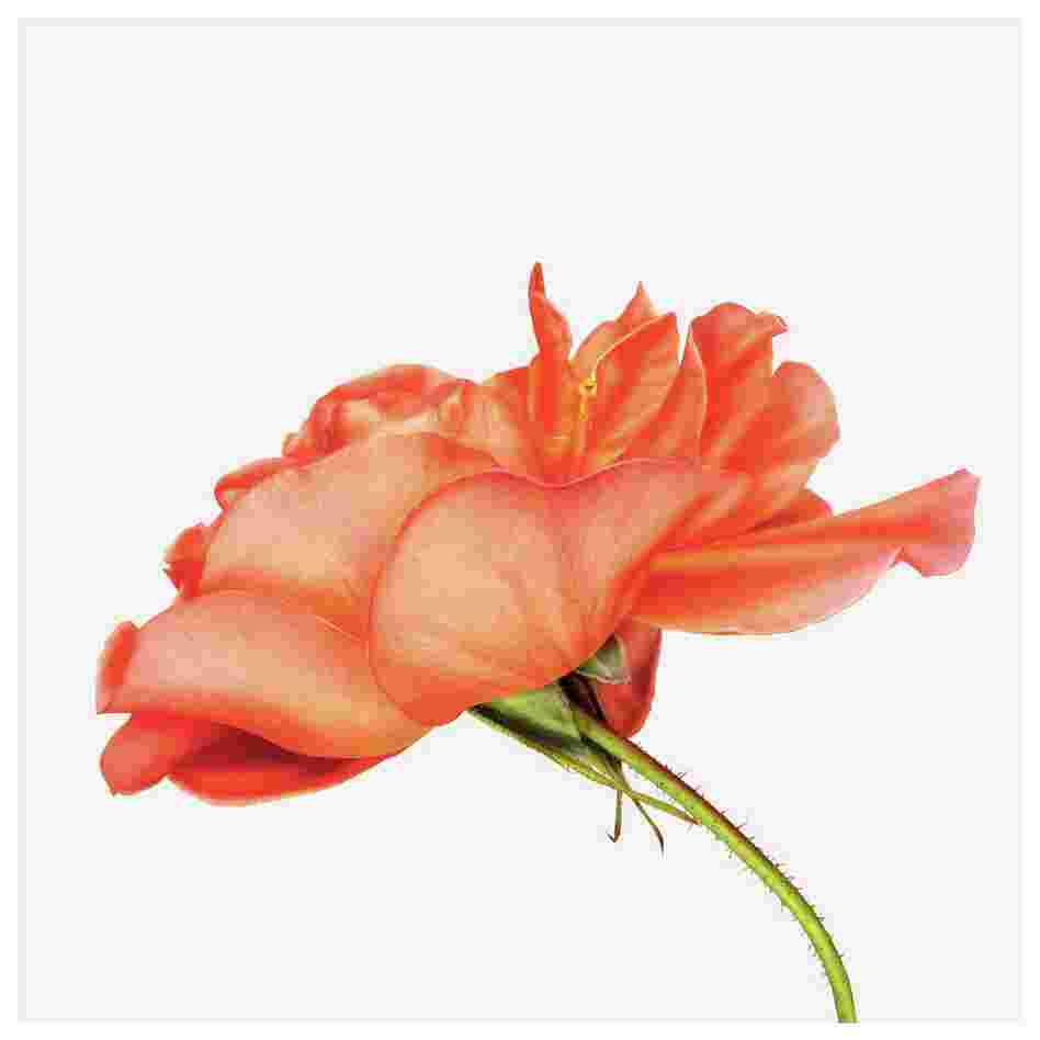Order: Rosales | Family: Rosaceae | Common Name: shrub rose | Botanical Name: Rosa Westerland Order: Rosales | Family: Rosaceae | Common Name: shrub rose | Botanical Name: Rosa Westerland