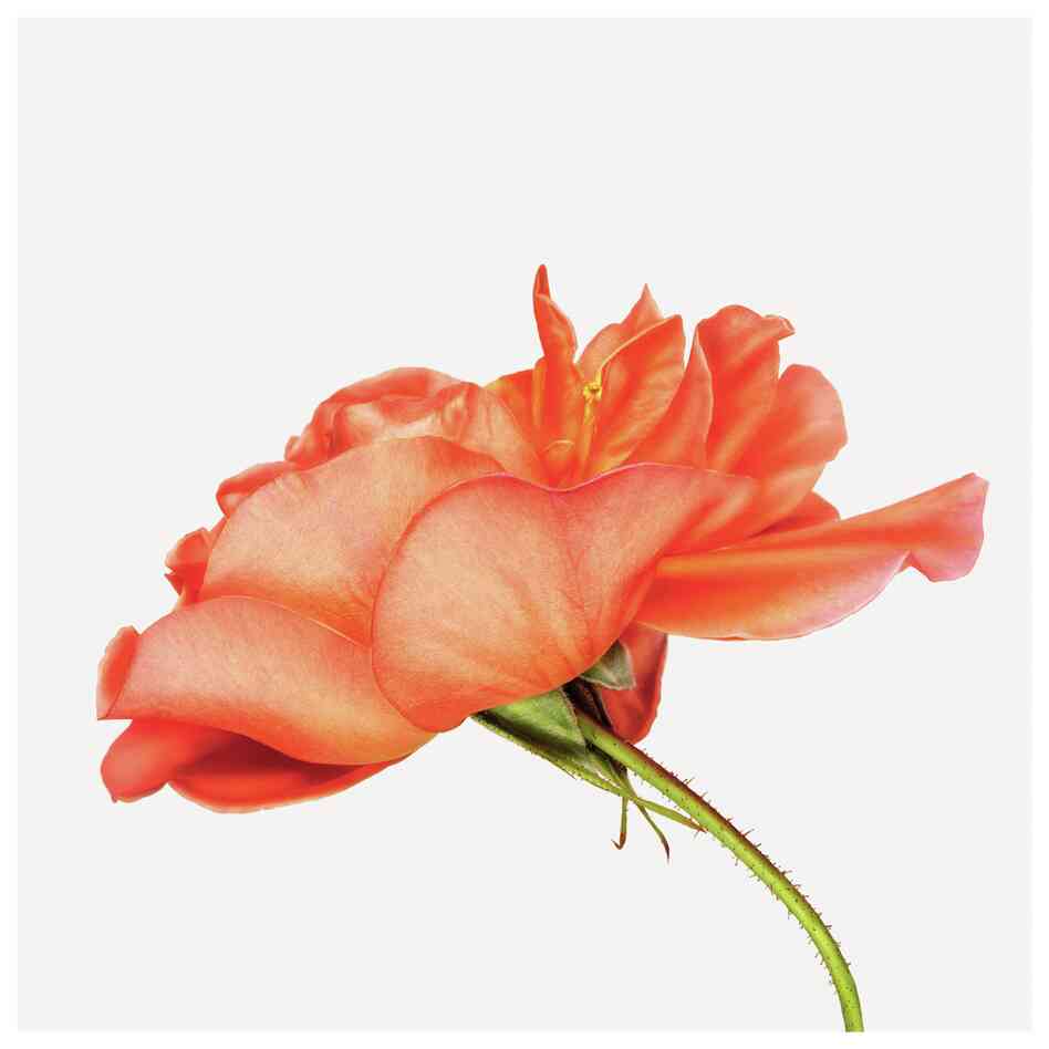 Order: Rosales | Family: Rosaceae | Common Name: shrub rose | Botanical Name: Rosa Westerland Order: Rosales | Family: Rosaceae | Common Name: shrub rose | Botanical Name: Rosa Westerland