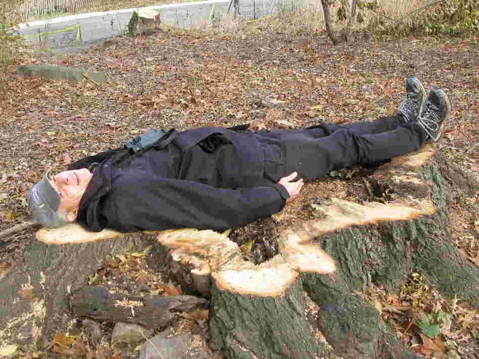 Chaya, who is 6 feet tall, lies down on a massive stump of a Northern Red Oak, the center rotted out.