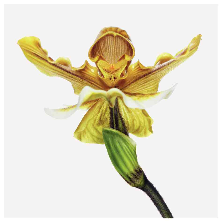 Order: Asparagales | Family: Orchidaceae | Common Name: slipper orchid | Botanical Name: Paphiopedilum Princess Sarella Order: Asparagales | Family: Orchidaceae | Common Name: slipper orchid | Botanical Name: Paphiopedilum Princess Sarella