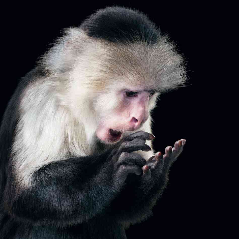 Name: Rupee | Species: White-faced capuchin monkey, Cebus capucinus | Organization: Hollywood Animals, California, U.S. | Handler: Eric Weld Name: Rupee | Species: White-faced capuchin monkey, Cebus capucinus | Organization: Hollywood Animals, California, U.S. | Handler: Eric Weld