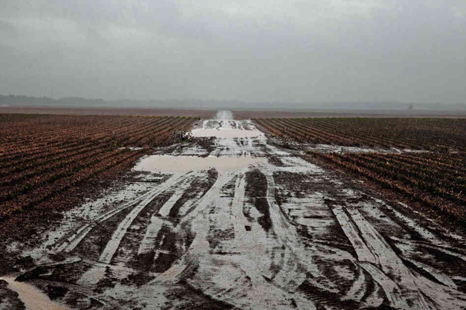 "A tractor road muddied by autumn rain in Lee County, Ark."