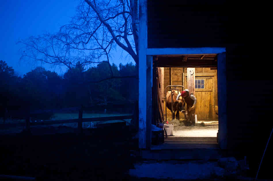 Sarah, a student farmer, gives Patience, a Jersey milk cow, hay during a pre-dawn milking at The Farm School in Athol, Mass. Patience produces about 3 gallons of milk a day.