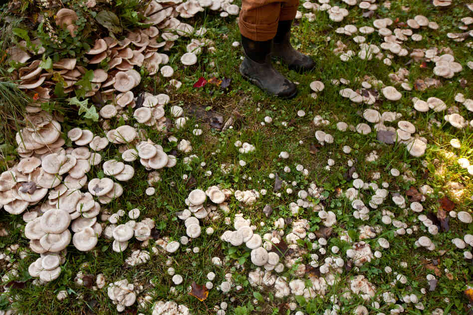 Mushrooms grow in the yard of Maggie Rullo, the landowner who gave the farm (now known as Maggie's Farm) to The Farm School.