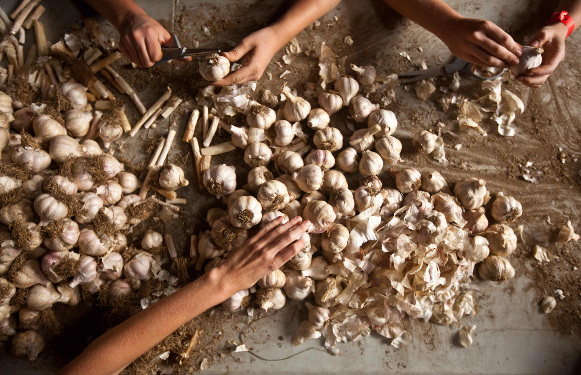 Student farmers clean and sort a variety of hardneck garlic called Music. The garlic that is truest to form will be kept for next year's seed and the rest will be sold at market, distributed in a CSA or kept for the farmhouse. Student farmers clean and sort a variety of hardneck garlic called Music. The garlic that is truest to form will be kept for next year's seed and the rest will be sold at market, distributed in a CSA or kept for the farmhouse.
