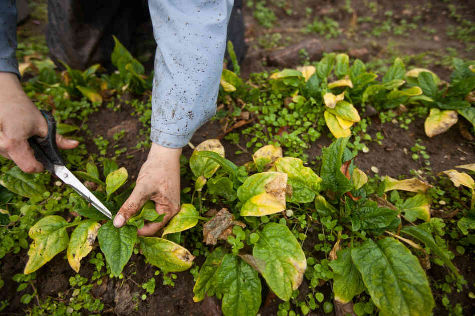 Late-season, frost-damaged spinach is harvested in the rain for a CSA distribution.