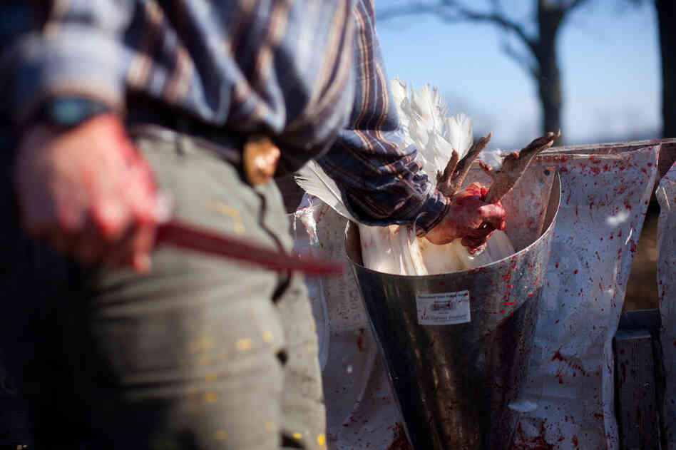 Turkeys are slaughtered for friends and family of the farm in advance of Thanksgiving Day.