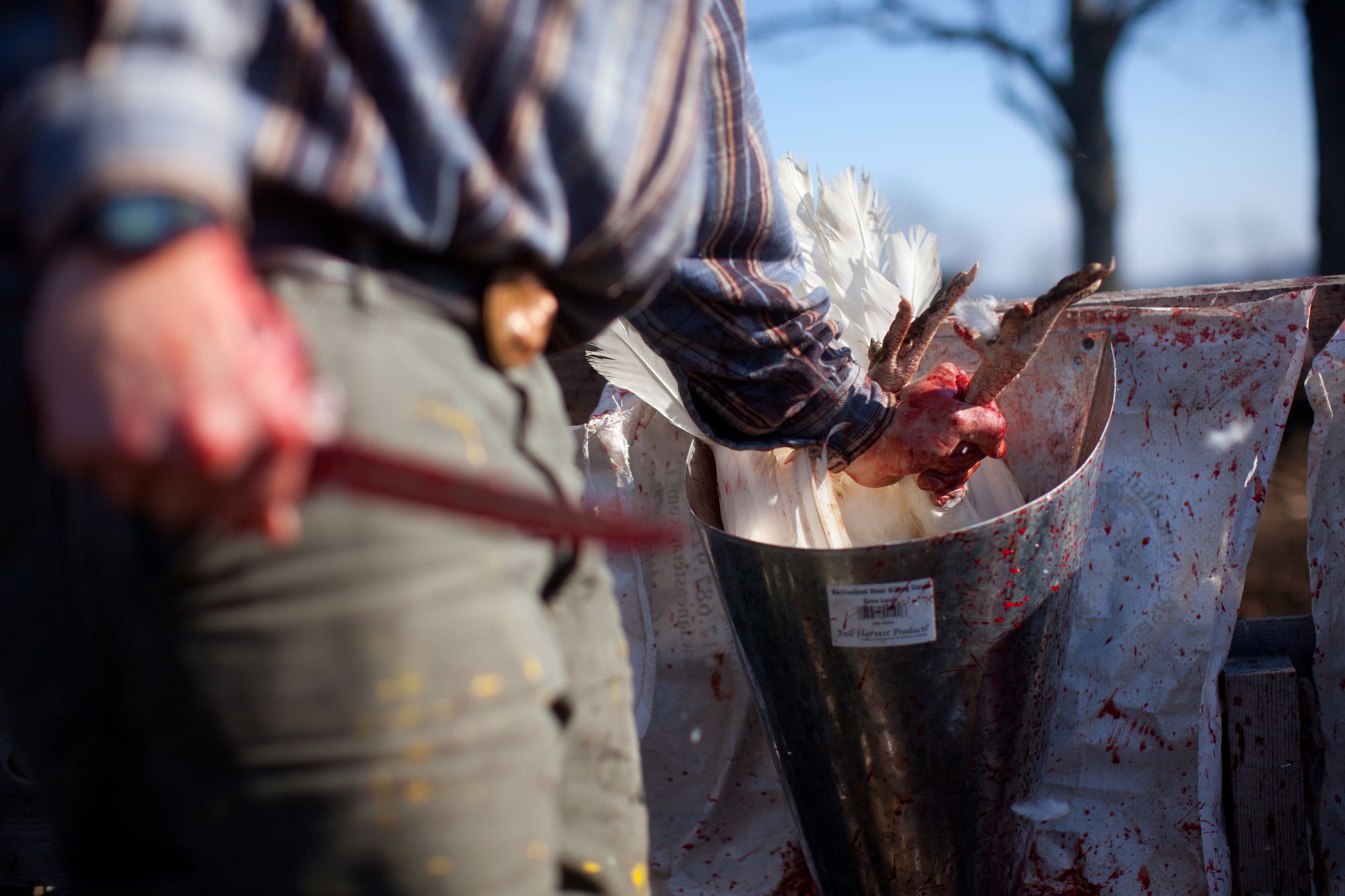Turkeys are slaughtered for friends and family of the farm in advance of Thanksgiving Day. Turkeys are slaughtered for friends and family of the farm in advance of Thanksgiving Day.
