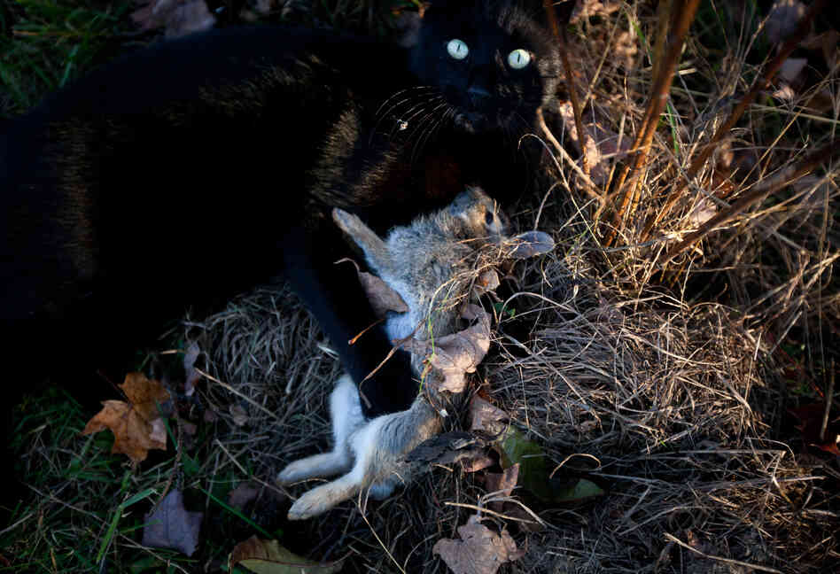Clutch, one of the farm's cats, with his near-daily kill. Clutch will often leave the carcass at the door of a one lucky student farmer, a messy honor to have.