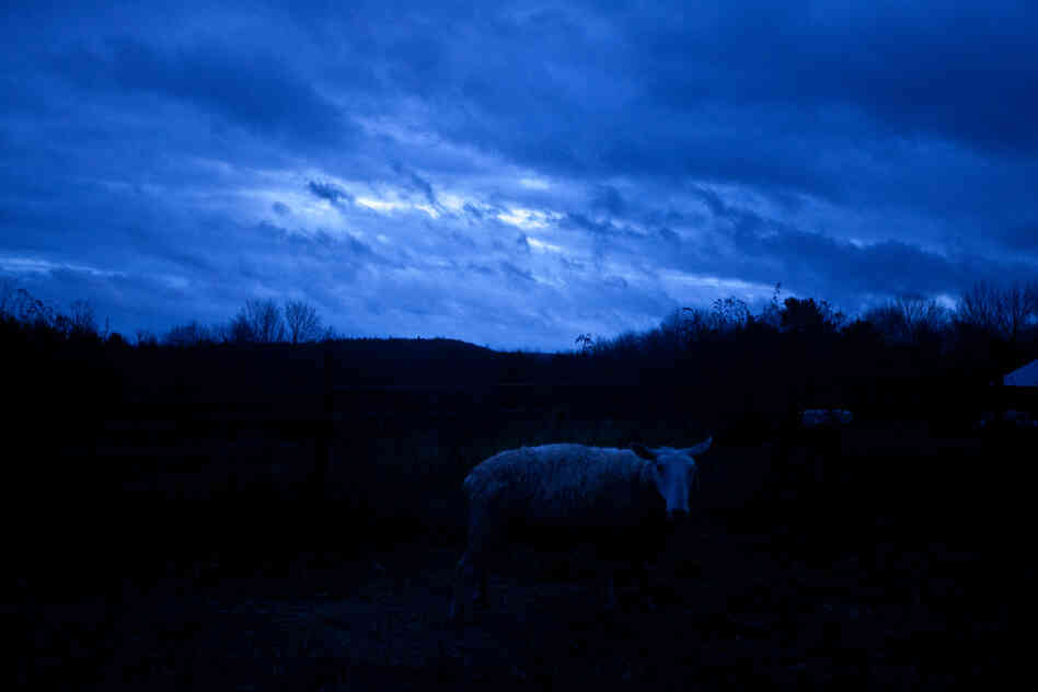 A sheep wanders near the protection of a barn early in the morning as Hurricane Sandy blows through.
