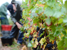 Workers pick fruit Sept. 22 during the grape harvest at the Gevrey-Chambertin vineyard in France's Burgundy region. Bad weather has reduced the grape yield by as much as 70 percent in some vineyards. Workers pick fruit Sept. 22 during the grape harvest at the Gevrey-Chambertin vineyard in France's Burgundy region. Bad weather has reduced the grape yield by as much as 70 percent in some vineyards.