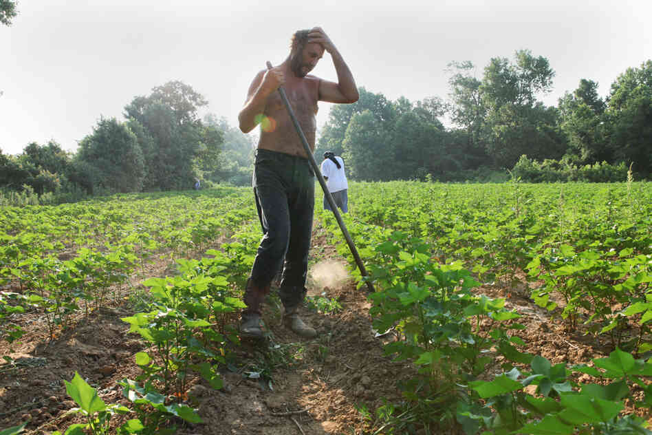 "I met Billy D. Harris just before dawn at the country store in Aubrey, Ark., then followed him out to cotton fields that were soon so hot everyone dripped with sweat. Billy pulled off his shirt before continuing to 'chop,' or thin the growing plants."