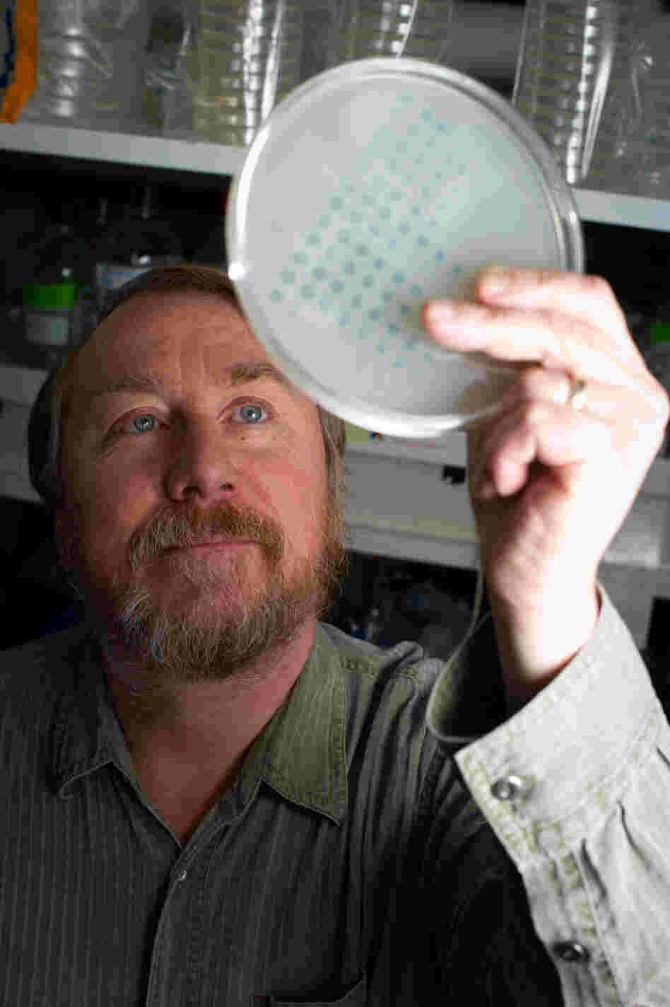 Richard Lenski examines the growth of bacteria on a plate on Jan. 12. He began an evolution experiment in 1988 with 12 identical flasks of bacteria to see if the populations would change over time in the same way.