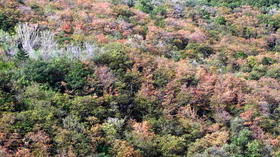 A forest near Trieste, Italy, is largely dead owing to drought stress during the summer of 2012. A forest near Trieste, Italy, is largely dead owing to drought stress during the summer of 2012.