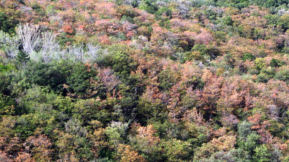 A forest near Trieste, Italy, is largely dead owing to drought stress during the summer of 2012. A forest near Trieste, Italy, is largely dead owing to drought stress during the summer of 2012.