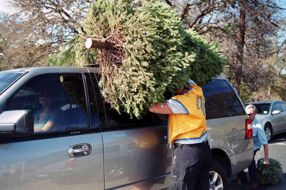 Christmas Tree Shopping, 2011