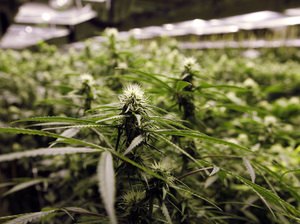 Legalized marijuana in Colorado and Washington state may open the door to a new kind of tourism.