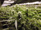Legalized marijuana in Colorado and Washington state may open the door to a new kind of tourism. Legalized marijuana in Colorado and Washington state may open the door to a new kind of tourism.