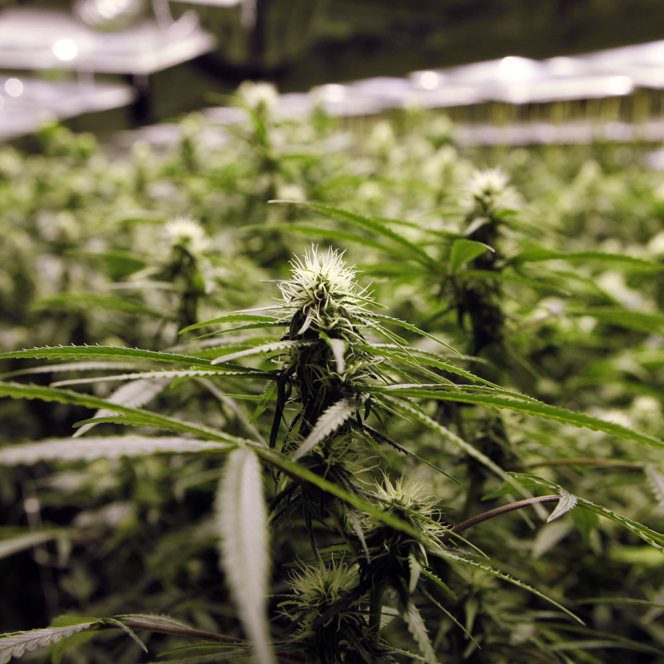 Legalized marijuana in Colorado and Washington state may open the door to a new kind of tourism.