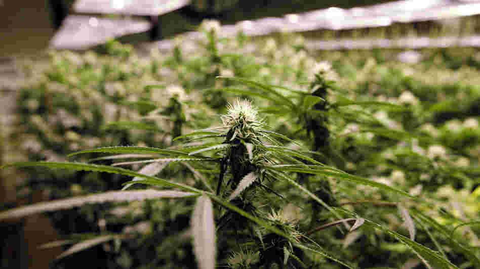 Legalized marijuana in Colorado and Washington state may open the door to a new kind of tourism.