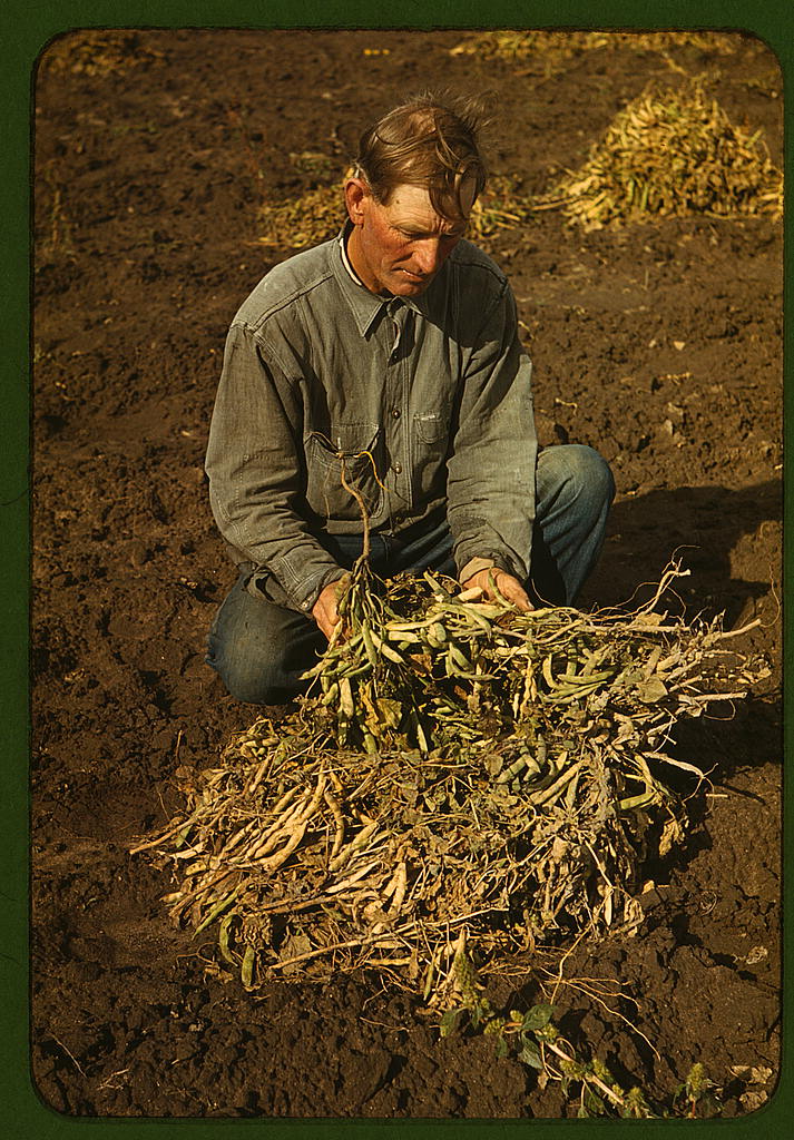 Bill Stagg, homesteader, with pinto beans, 1940