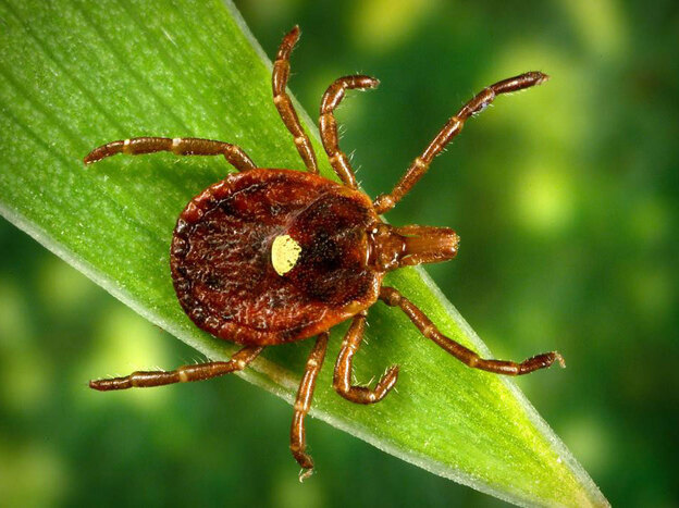 The Lone Star tick, common to the southeastern U.S., is responsible for inducing meat allergies in some people, scientists say.