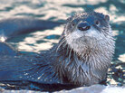 Once almost gone from Illinois, river otters are now back in big numbers. Once almost gone from Illinois, river otters are now back in big numbers.