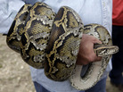 A Burmese python coils around the arm of a hunter during a news conference in 2010 in the Florida Everglades. New research suggests that the pythons won't spread through the American Southeast, as previously believed. A Burmese python coils around the arm of a hunter during a news conference in 2010 in the Florida Everglades. New research suggests that the pythons won't spread through the American Southeast, as previously believed.