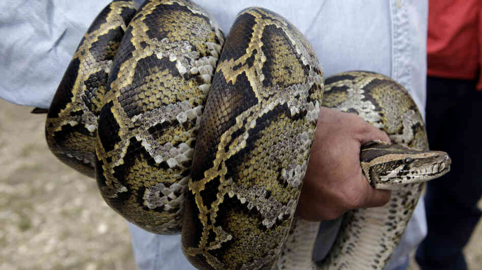 A Burmese python coils around the arm of a hunter during a news conference in 2010 in the Florida Everglades. New research suggests that the pythons won't spread through the American Southeast, as previously believed. A Burmese python coils around the arm of a hunter during a news conference in 2010 in the Florida Everglades. New research suggests that the pythons won't spread through the American Southeast, as previously believed.