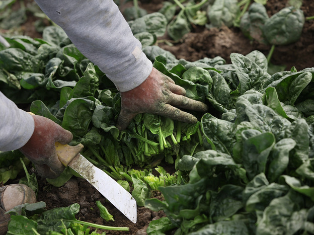 Spinach has lots of opportunities to pick up E. coli and other bugs during harvest and growing. Here, a Mexican migrant worker cuts organic spinach during the fall harvest at Grant Family Farms in Wellington, Co.
