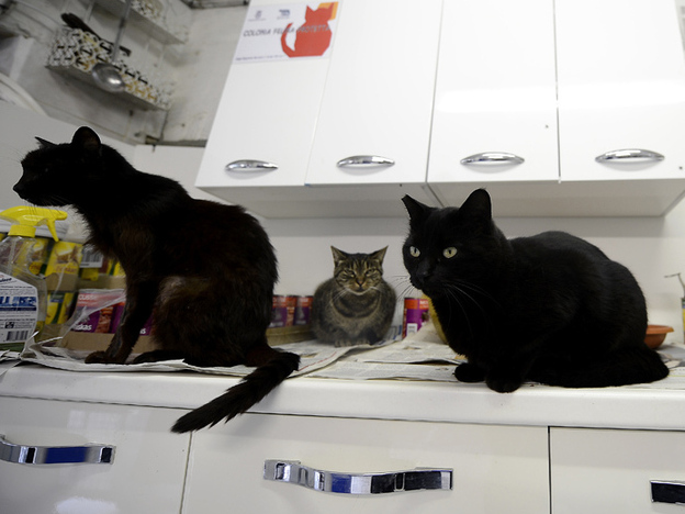 The Torre Argentina Cat Shelter Association neuters and vaccinates stray cats across the city. Administrators are concerned about the cats' fate if the shelter is closed.
