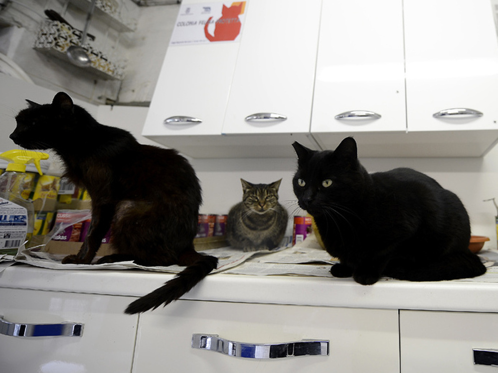 The Torre Argentina Cat Shelter Association neuters and vaccinates stray cats across the city. Administrators are concerned about the cats' fate if the shelter is closed. The Torre Argentina Cat Shelter Association neuters and vaccinates stray cats across the city. Administrators are concerned about the cats' fate if the shelter is closed.