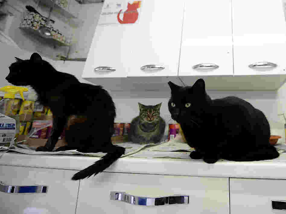 The Torre Argentina Cat Shelter Association neuters and vaccinates stray cats across the city. Administrators are concerned about the cats' fate if the shelter is closed.