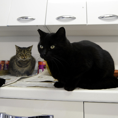 The Torre Argentina Cat Shelter Association neuters and vaccinates stray cats across the city. Administrators are concerned about the cats' fate if the shelter is closed.