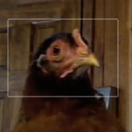 Chicken head not moving.