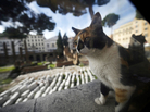 A stray cat rests at the Torre Argentina ruins in Rome in October. Officials say a cat shelter that sits adjacent to the site must be shut down. A stray cat rests at the Torre Argentina ruins in Rome in October. Officials say a cat shelter that sits adjacent to the site must be shut down.