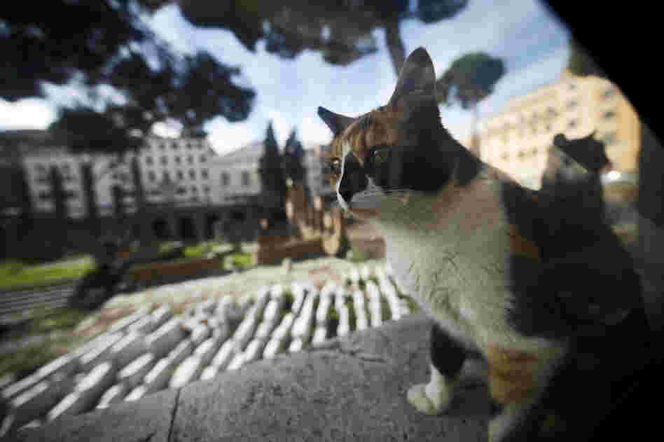 A stray cat rests at the Torre Argentina ruins in Rome in October. Officials say a cat shelter that sits adjacent to the site must be shut down. A stray cat rests at the Torre Argentina ruins in Rome in October. Officials say a cat shelter that sits adjacent to the site must be shut down.