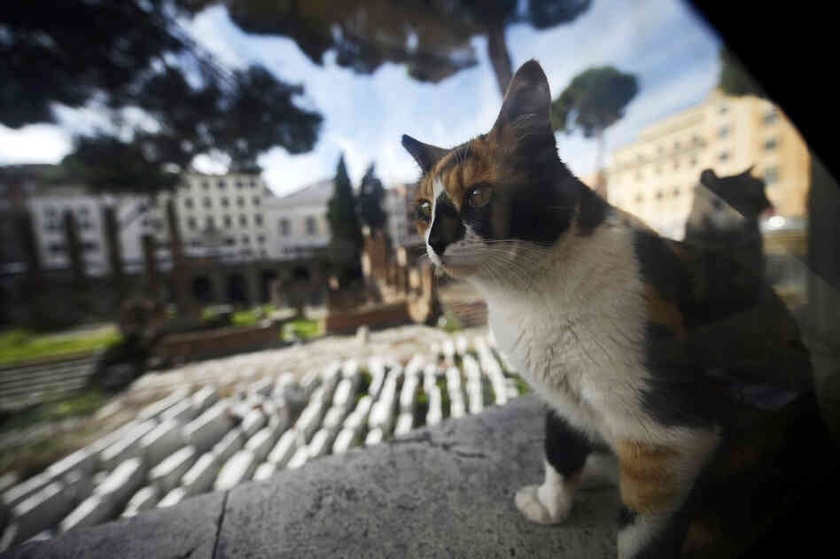 A stray cat rests at the Torre Argentina ruins in Rome in October. Officials say a cat shelter that sits adjacent to the site must be shut down. A stray cat rests at the Torre Argentina ruins in Rome in October. Officials say a cat shelter that sits adjacent to the site must be shut down.