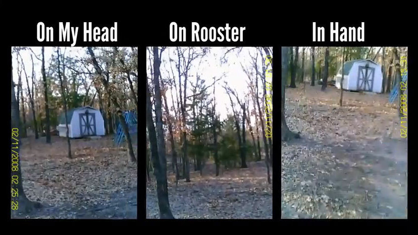 Is Life A Smoother Ride If You're A Chicken? 