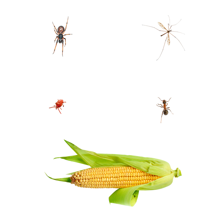Organisms found in and Iowa cornfield: an ant, one mushroom, a cobweb spider, a half eaten crane fly,  a red mite  and some grasshoppers.