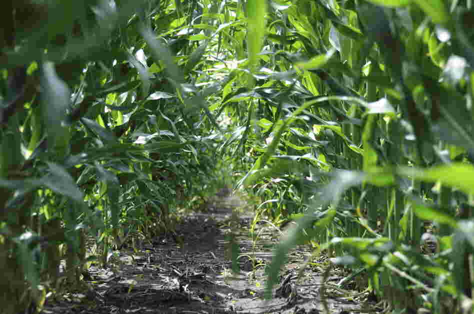 Corn field Corn field