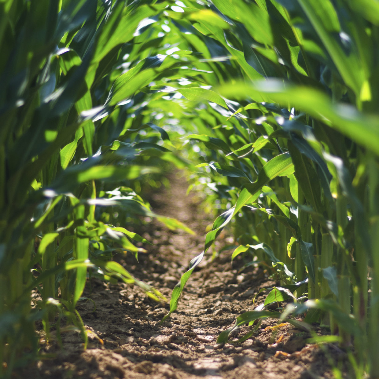 Cornfield