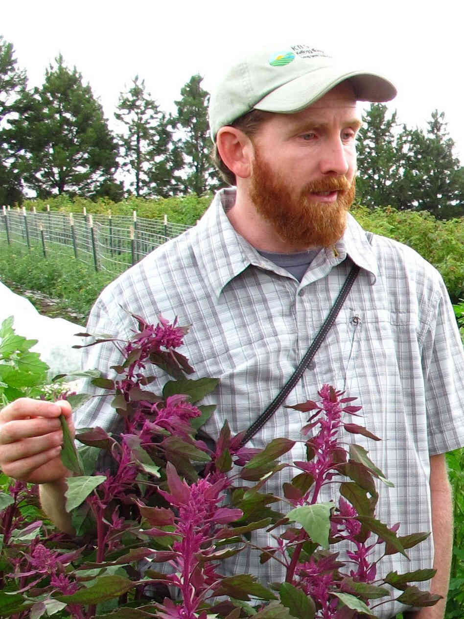 Gardiner Kevin Murphy with a goosefoot plant, the seeds of which we eat as quinoa.