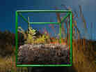 Sifting through samples within the cube, photographer David Littschwager counted 90 separate species, including 25 types of plants just on the soil surface, along with some 200 seeds representing at least five of those species.