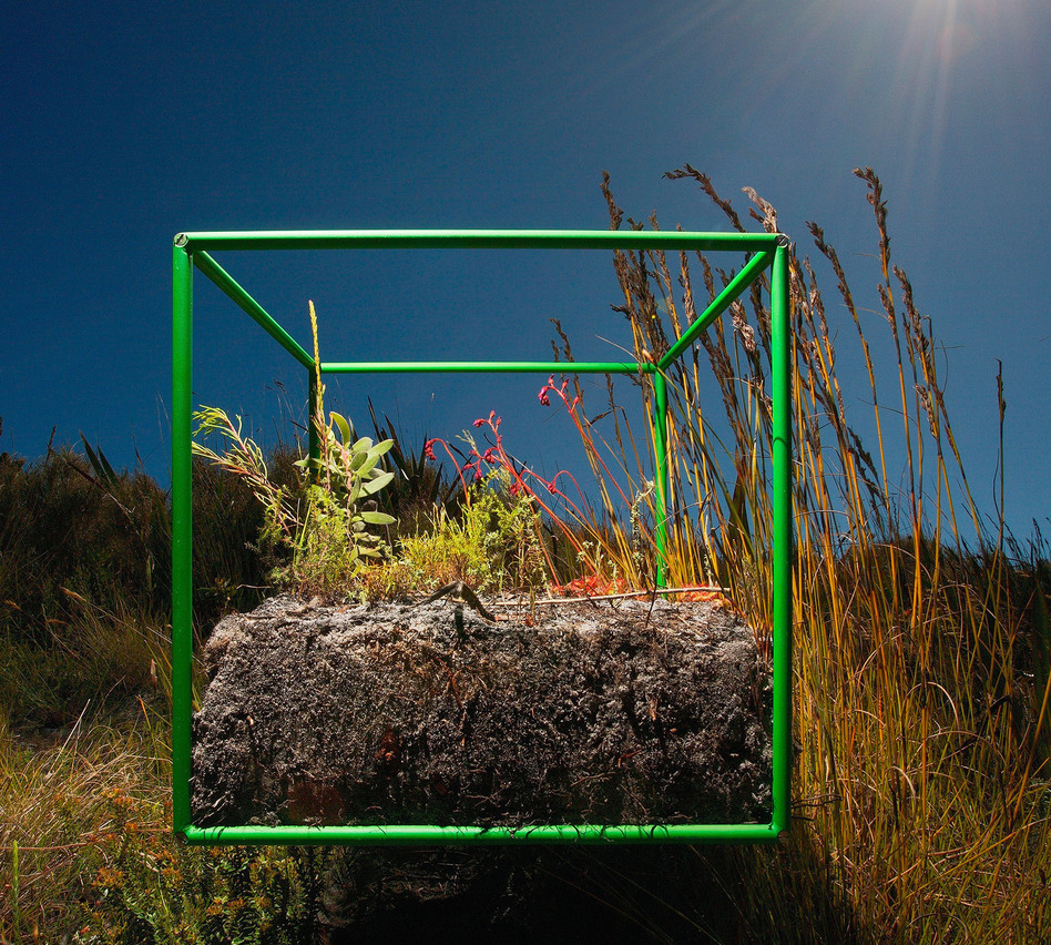 Sifting through samples within the cube, photographer David Littschwager counted 90 separate species, including 25 types of plants just on the soil surface, along with some 200 seeds representing at least five of those species.