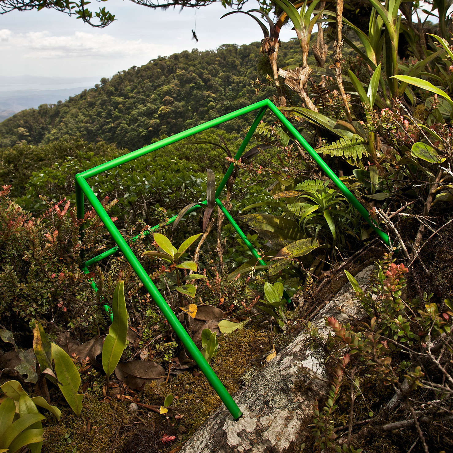 Along the stout limb of a strangler fig a hundred feet up in the canopy of the Monteverde cloud forest in Costa Rica, a luxuriant garden grows. To survey this tropical richness, Liittschwager sampled day and night, and the team recorded 24 plant species and more than 500 insects representing 100 species within the cube's green borders.
