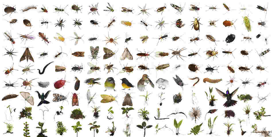 Part of the contents of One Cubic Foot, more than 150 different kinds of plants and animals were found in the Monteverde cube over 100 feet up in the canopy of a Strangler Fig Tree, Location: Monteverde Cloud Forest Biological Reserve, Costa Rica. Part of the contents of One Cubic Foot, more than 150 different kinds of plants and animals were found in the Monteverde cube over 100 feet up in the canopy of a Strangler Fig Tree, Location: Monteverde Cloud Forest Biological Reserve, Costa Rica.