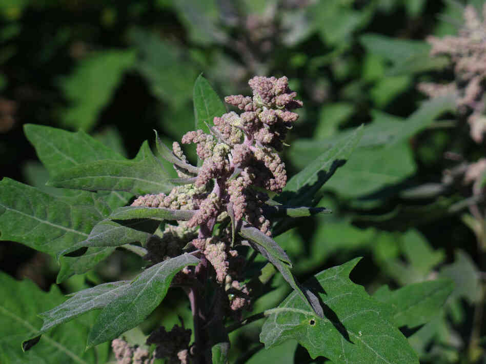 The seeds of this goosefoot plant are known as quinoa, a superfood now in high demand and grown almost exclusively in South America. But some growers think they have the formula to grow it up north.